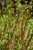 Arctic Fire Red Twig Dogwood (Cornus sericea 'Farrow' 1294.3PW) #3 PWINNER