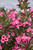 Wine and Roses Weigela (Weigela florida 'Alexandra' 1587.3PW) #3 PWINNER