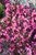 Wine and Roses Weigela (Weigela florida 'Alexandra' 1587.3PW) #3 PWINNER