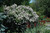 Miss Kim Lilac (Syringa patula 'Miss Kim' 1405.315) #3 15-18"