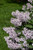 Miss Kim Lilac (Syringa patula 'Miss Kim' 1405.315) #3 15-18"
