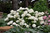 Annabelle Hydrangea (Hydrangea arborescens 'Annabelle' 1152.3) #3 