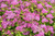 Magic Carpet Spirea (Spiraea x bumalda 'Magic Carpet' 1348.315) #3 15-18"