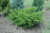 Sea Green Juniper (Juniperus chinensis 'Sea Green' 2037.315) #3 15-18"