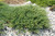 Andorra Juniper (Juniperus horizontalis 'Plumosa Compacta' 2045.315) #3 15-18"