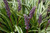 Variegata Lily Turf (Liriope muscari 'Variegata' 5118*1) TRADE 1 