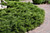 Calgary Carpet Juniper (Juniperus sabina 'Calgary Carpet' 2544.315) #3 15-18"