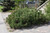 Dwarf Mugo Pine (Pinus mugo var. pumilio 2112.312) #3 12-15"