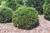 Hetz Midget Arborvitae (Thuja occidentalis 'Hetz Midget' 2243.312) #3 12-15"