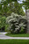 Summer Snowflake Doublefile Viburnum (Viburnum plicatum 'Summer Snowflake' 1462.315) #3 15-18"
