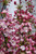 Coralburst Flowering Crab (Malus 'Coralburst' 0253.9ST) #15 STD