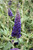 Black Knight Butterfly Bush (Buddleia davidii 'Black Knight' 1009.315) #3 15-18"