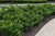 Densiformis Yew (Taxus x media 'Densiformis' 2505.312) #3 12-15"