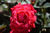 Knock Out Rose (Rosa 'Radrazz' 7436.3) #3 