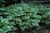 Francee Hosta (Hosta 'Francee' 4909.1) #1 