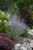 Little Spire Russian Sage (Perovskia 'Little Spire' 5643.1) #1 