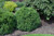 Green Velvet Boxwood (Buxus 'Green Velvet' 2023.312) #3 12-15"