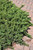 Blue Pacific Shore Juniper (Juniperus conferta 'Blue Pacific' 2038.315) #3 15-18"
