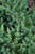 Blue Pacific Shore Juniper (Juniperus conferta 'Blue Pacific' 2038.315) #3 15-18"