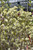 Mt. Airy Fothergilla (Fothergilla major 'Mt. Airy' 1207.315) #3 15-18"