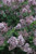 Dwarf Korean Lilac (Syringa meyeri 'Palibin' 1397.518) #5 18-24"