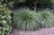 Hameln Dwarf Fountain Grass (Pennisetum alopecuroides 'Hameln' 5256.1) #1 
