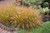 Hameln Dwarf Fountain Grass (Pennisetum alopecuroides 'Hameln' 5256.1) #1 