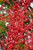 Winter Red Winterberry (Ilex verticillata 'Winter Red' 1127.318) #3 18-24"
