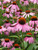 Magnus Coneflower (Echinacea purpurea 'Magnus' 4317.1) #1 