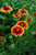 Goblin Blanket Flower (Gaillardia x grandiflora 'Goblin' 4337.1) #1 