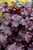 Plum Pudding Coral Bells (Heuchera 'Plum Pudding' 4834.1) #1 
