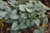 Jack Frost Bugloss (Brunnera macrophylla 'Jack Frost' 5709.1) #1 
