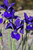 Caesar's Brother Siberian Iris (Iris sibirica 'Caesar's Brother' 5027.1) #1 