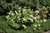 Pee Wee Hydrangea (Hydrangea quercifolia 'Pee Wee' 1434.3) #3 