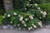Pee Wee Hydrangea (Hydrangea quercifolia 'Pee Wee' 1434.3) #3 