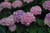 Endless Summer The Original Hydrangea (Hydrangea macrophylla 'Bailmer' 1847.5) #5 