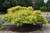 Tiger Eyes Sumac (Rhus typhina 'Bailtiger' 1319.3) #3 