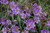 Lucerne Blue-Eyed Grass (Sisyrinchium angustifolium 'Lucerne' 5685.1) #1 