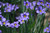 Lucerne Blue-Eyed Grass (Sisyrinchium angustifolium 'Lucerne' 5685.1) #1 