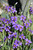 Lucerne Blue-Eyed Grass (Sisyrinchium angustifolium 'Lucerne' 5685.1) #1 