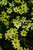 Creme Brulee Tickseed (Coreopsis 'Creme Brulee' 5769.1) #1 