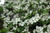 Cherokee Princess Flowering Dogwood (Cornus florida 'Cherokee Princess' 0074.5) #5 