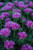 Petite Delight Beebalm (Monarda 'Petite Delight' 5213.1) #1 