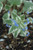 Variegated Siberian Bugloss (Brunnera macrophylla 'Variegata' 4153.1) #1 