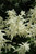 Bridal Veil Astilbe (Astilbe x arendsii 'Bridal Veil' 4093.1) #1 