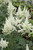 Bridal Veil Astilbe (Astilbe x arendsii 'Bridal Veil' 4093.1) #1 