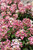 Little Quick Fire Hydrangea (Hydrangea paniculata 'SMHPLQF' 1338.3PW) #3 PWINNER