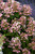 Quick Fire Hydrangea (Hydrangea paniculata 'Bulk' 1296.9PS) #15 PW STD