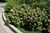 Snow Queen Hydrangea (Hydrangea quercifolia 'Snow Queen' 1433.5) #5 