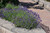 Munstead Lavender (Lavandula angustifolia 'Munstead' 5046.1) #1 